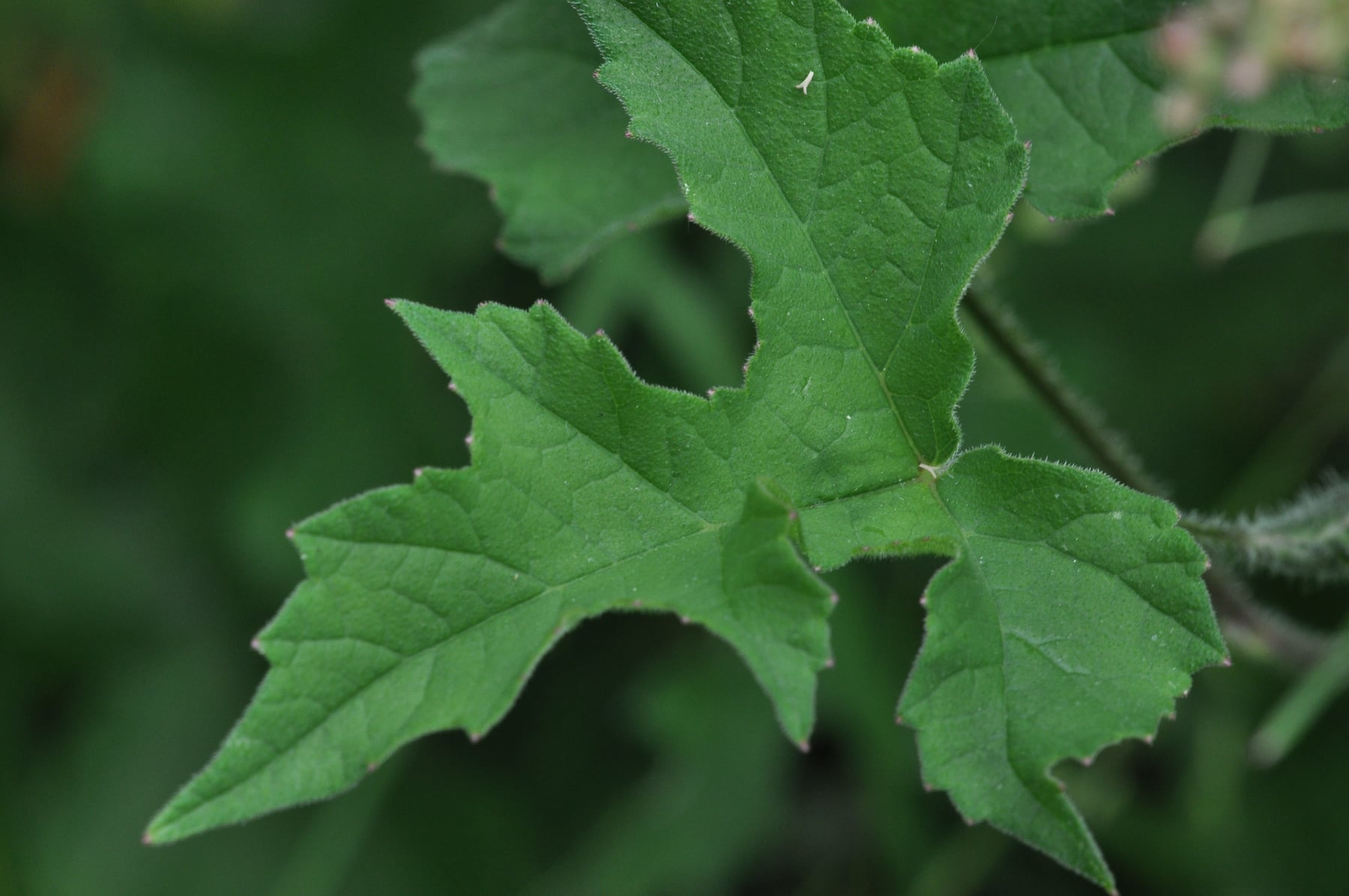Hogweed