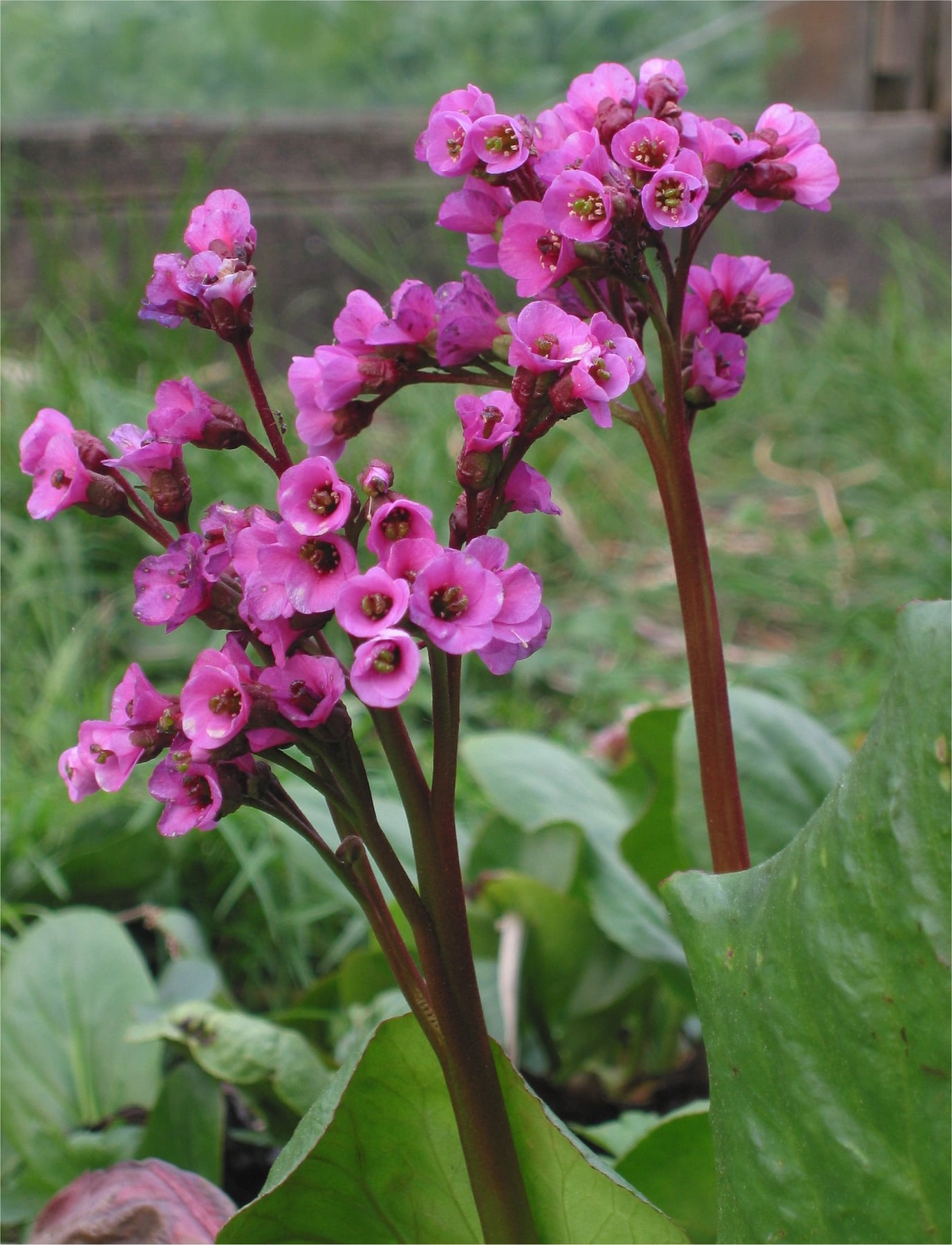 'Purpurea'