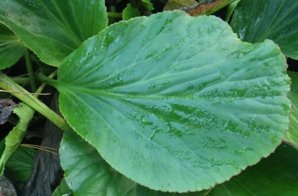 Heartleaf bergenia