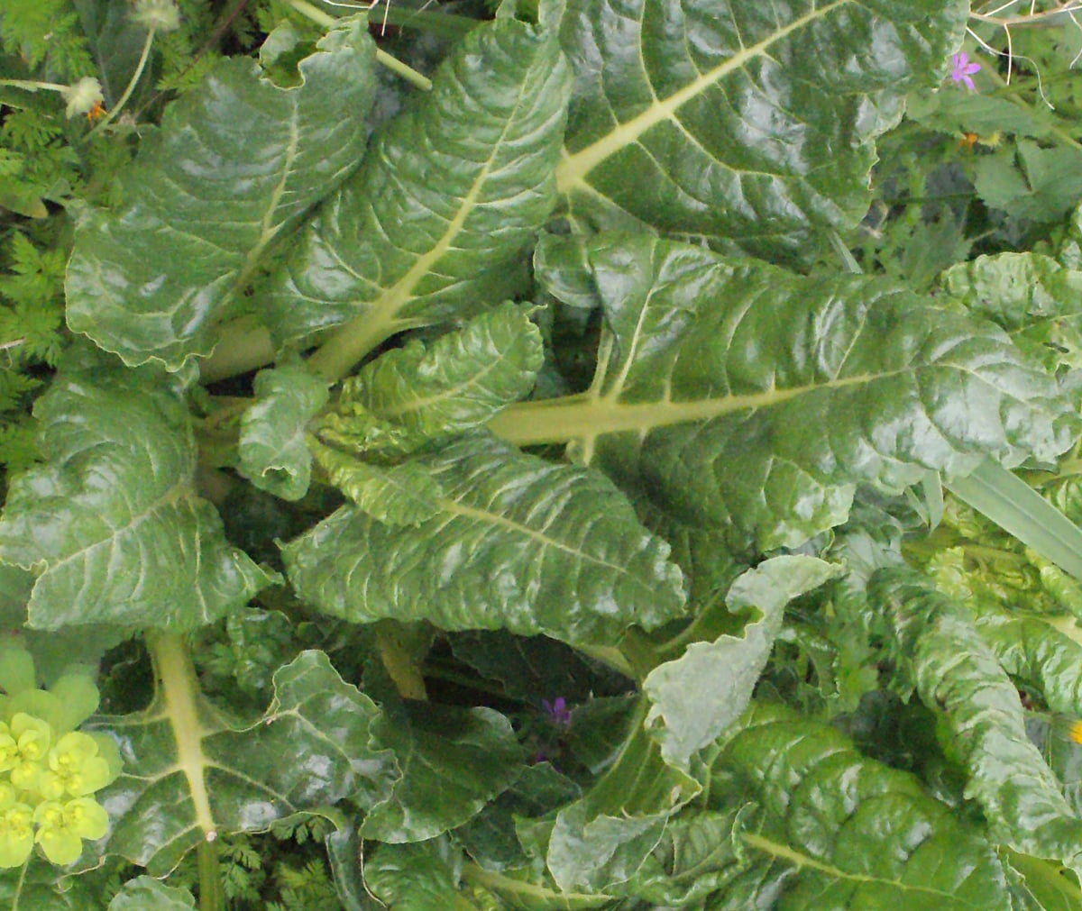 Beetroot