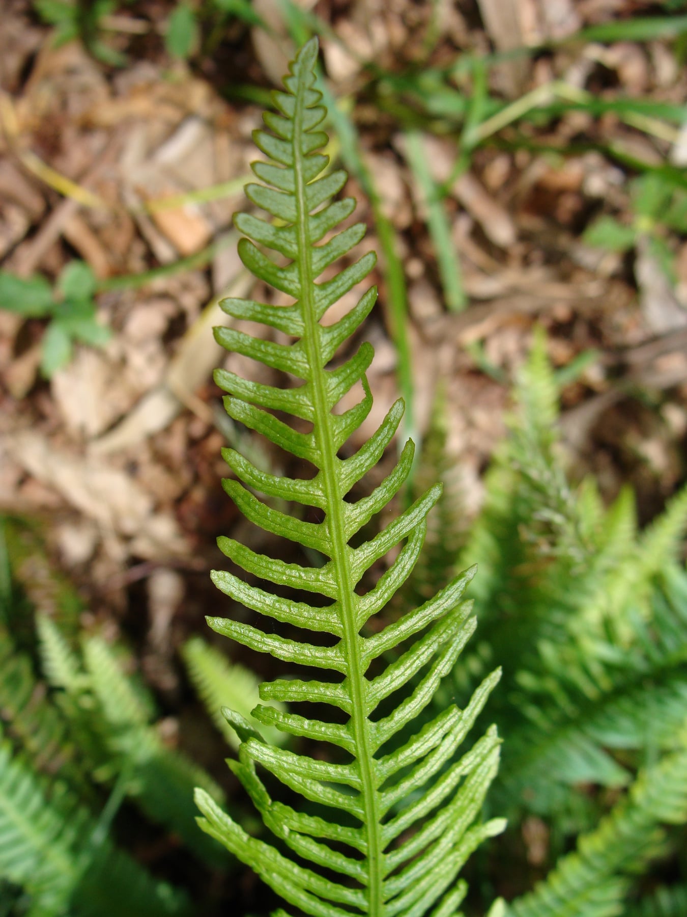 Hard fern