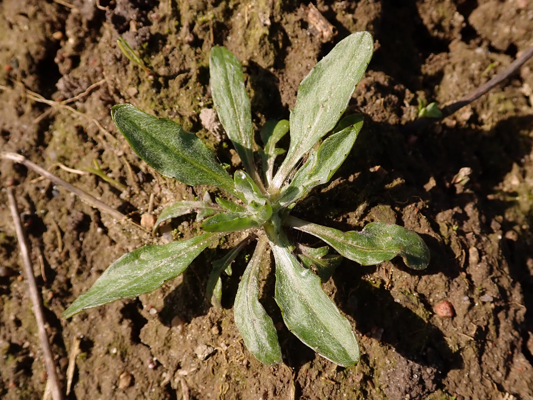 Cornflower