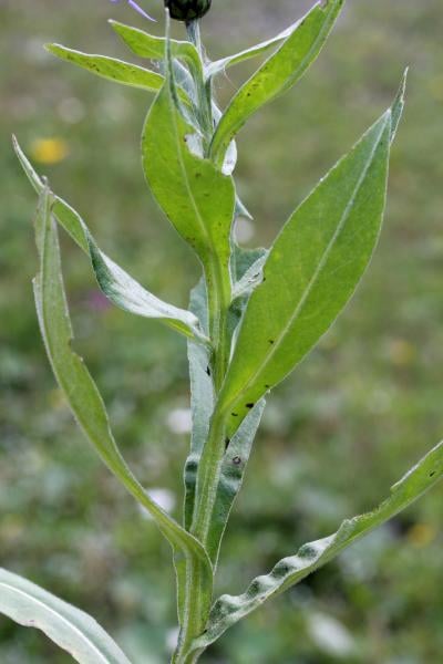 Perennial cornflower