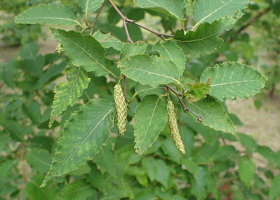 Himalayan birch