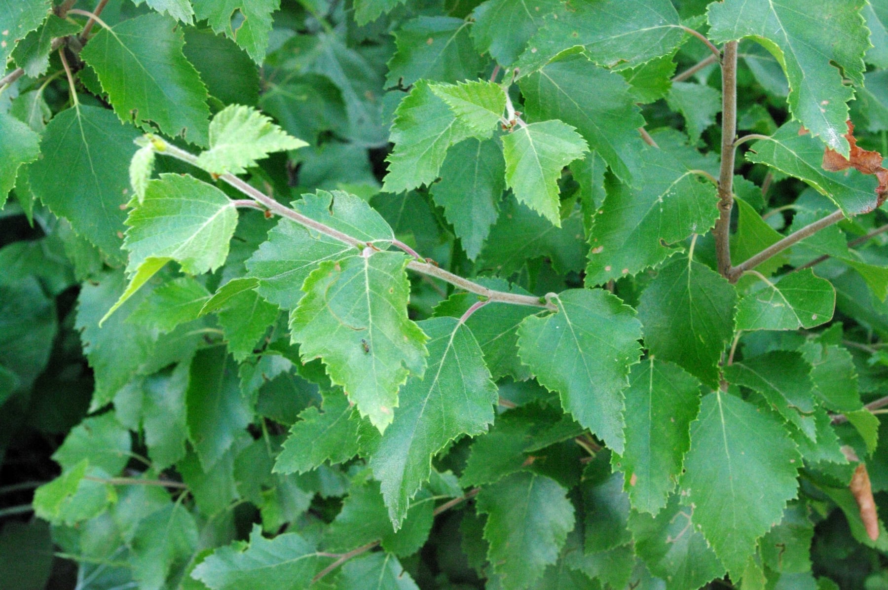 Downy birch