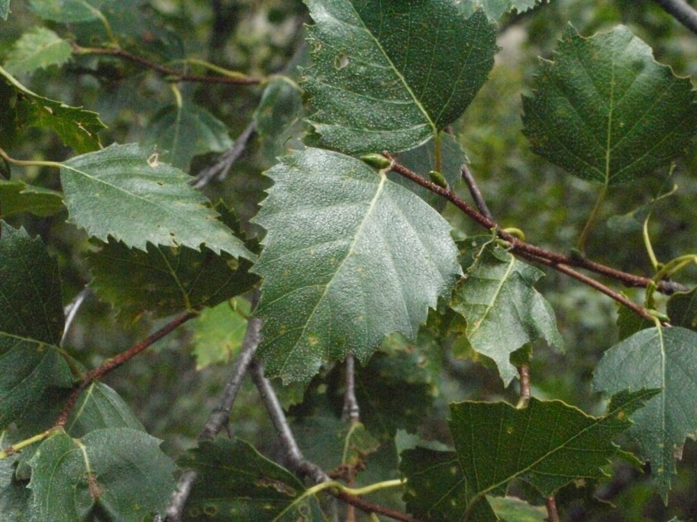 Silver birch