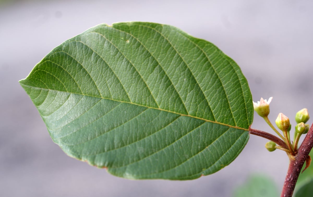 Alder buckthorn