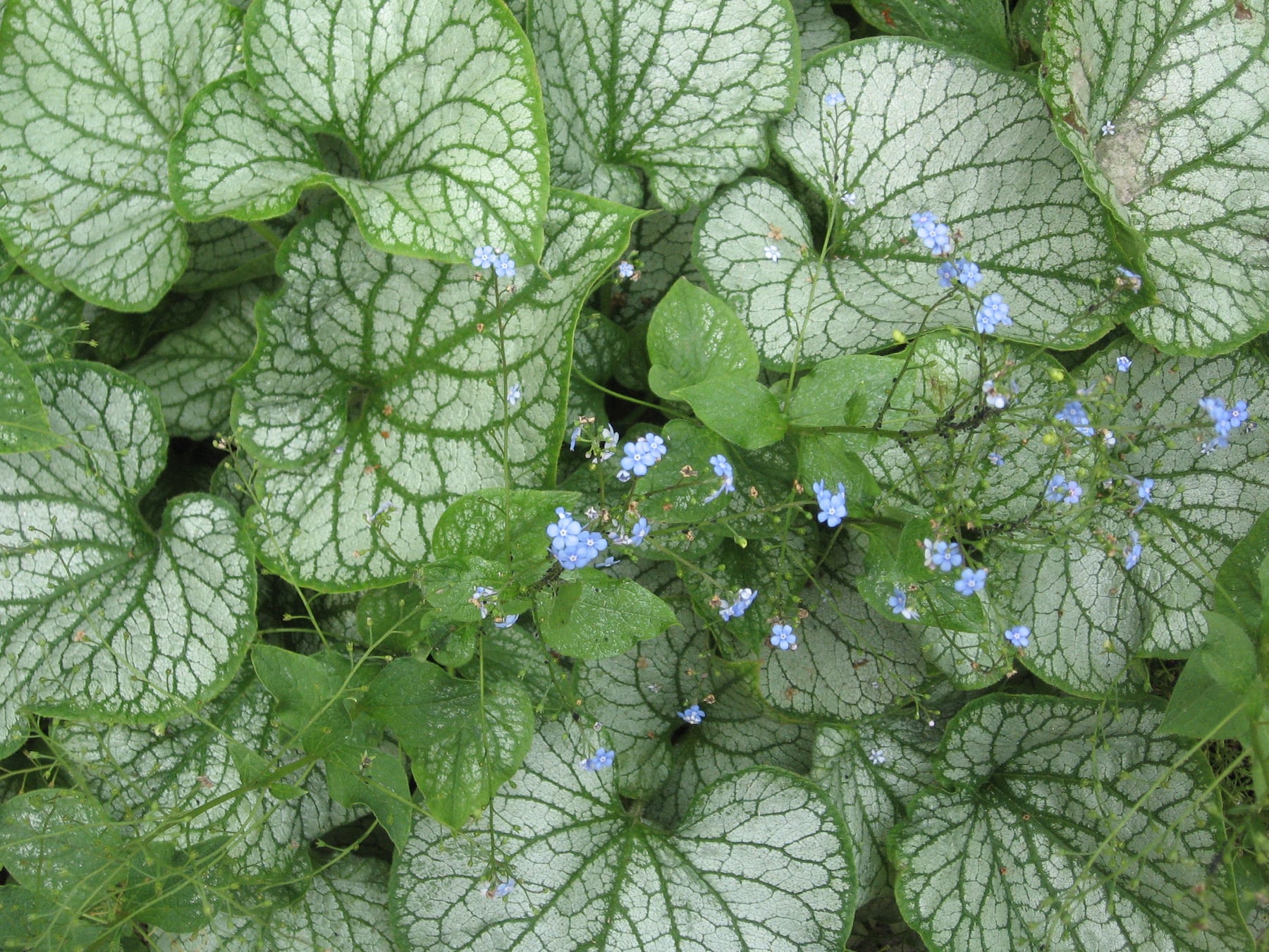 'Jack Frost'