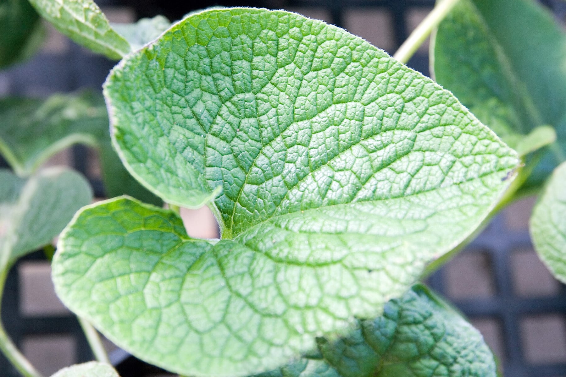 Siberian bugloss