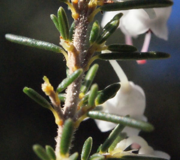 Tree heath