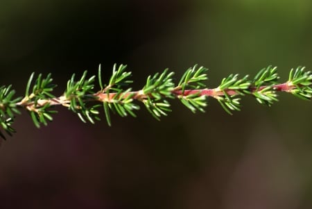 Bell heather