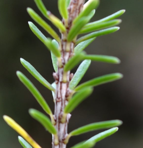 Erica multiflora