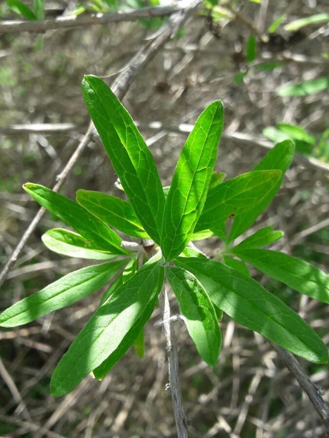 Buddléia à feuilles alternes