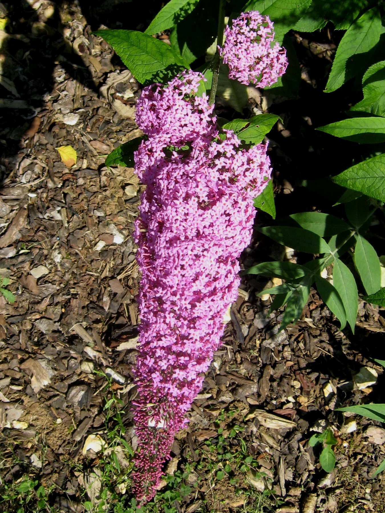 Pink Delight