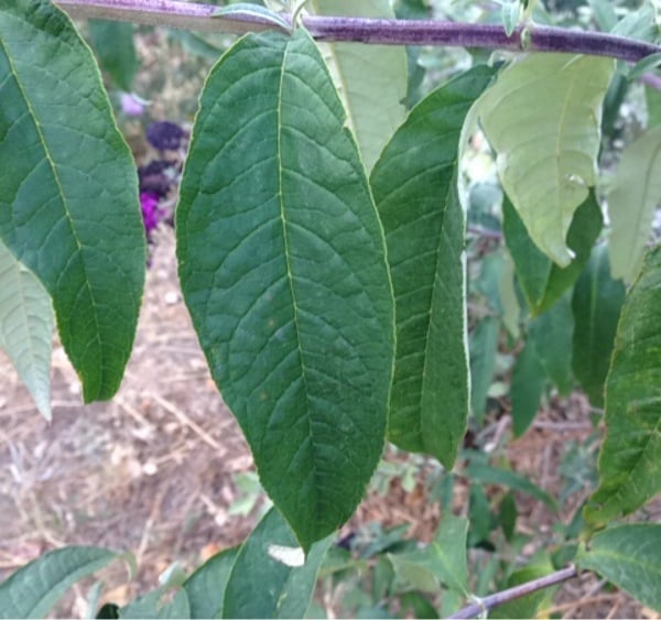 Buddleia