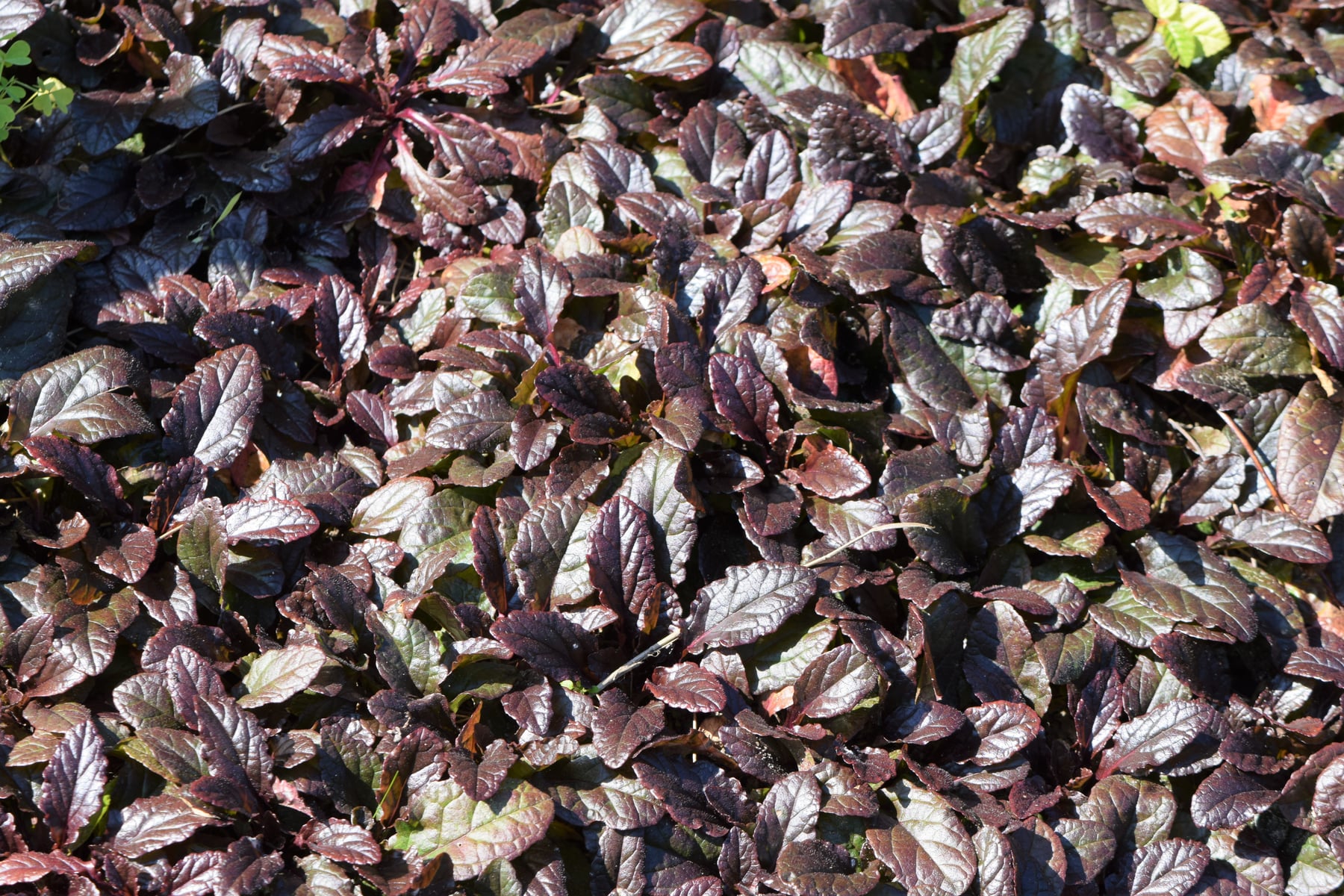 'Atropurpurea'