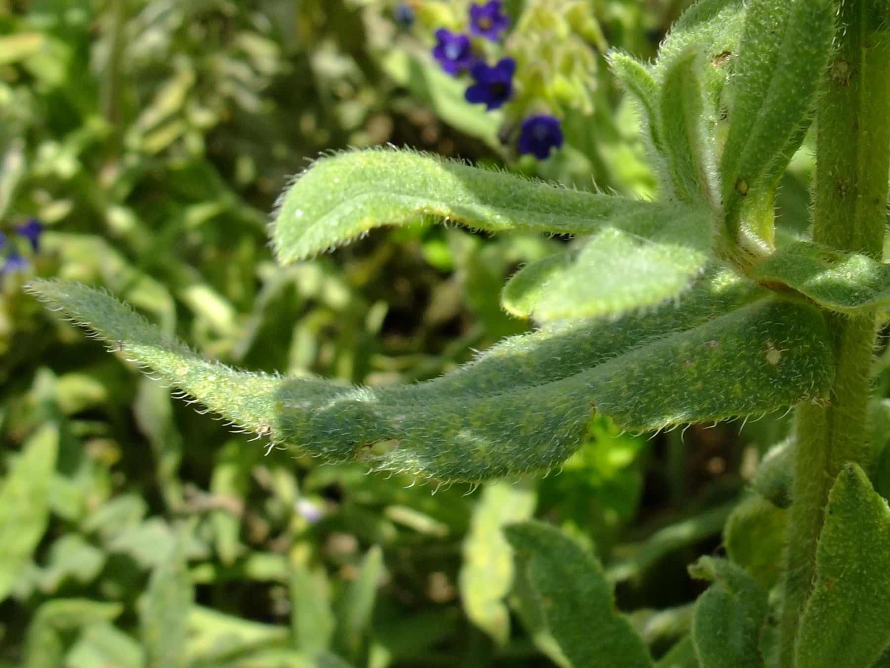 Common bugloss