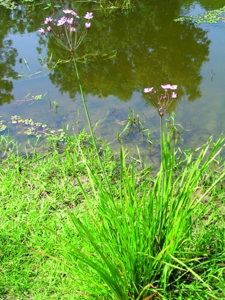 Flowering rush