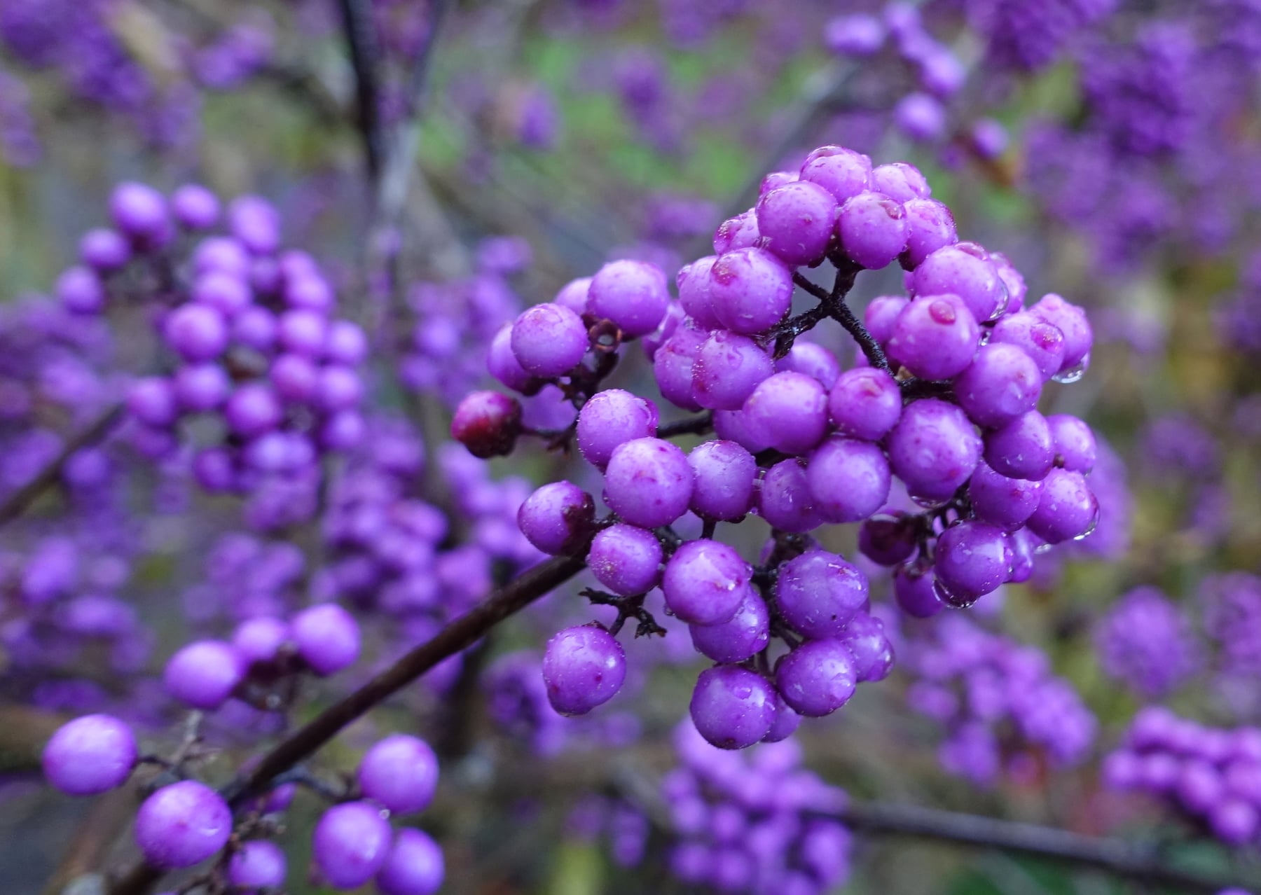 'Profusion'