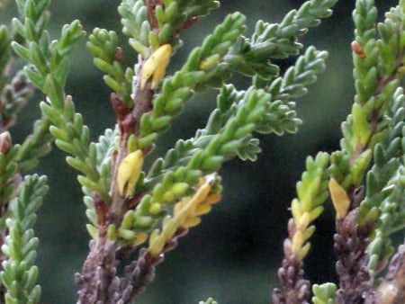 Heather