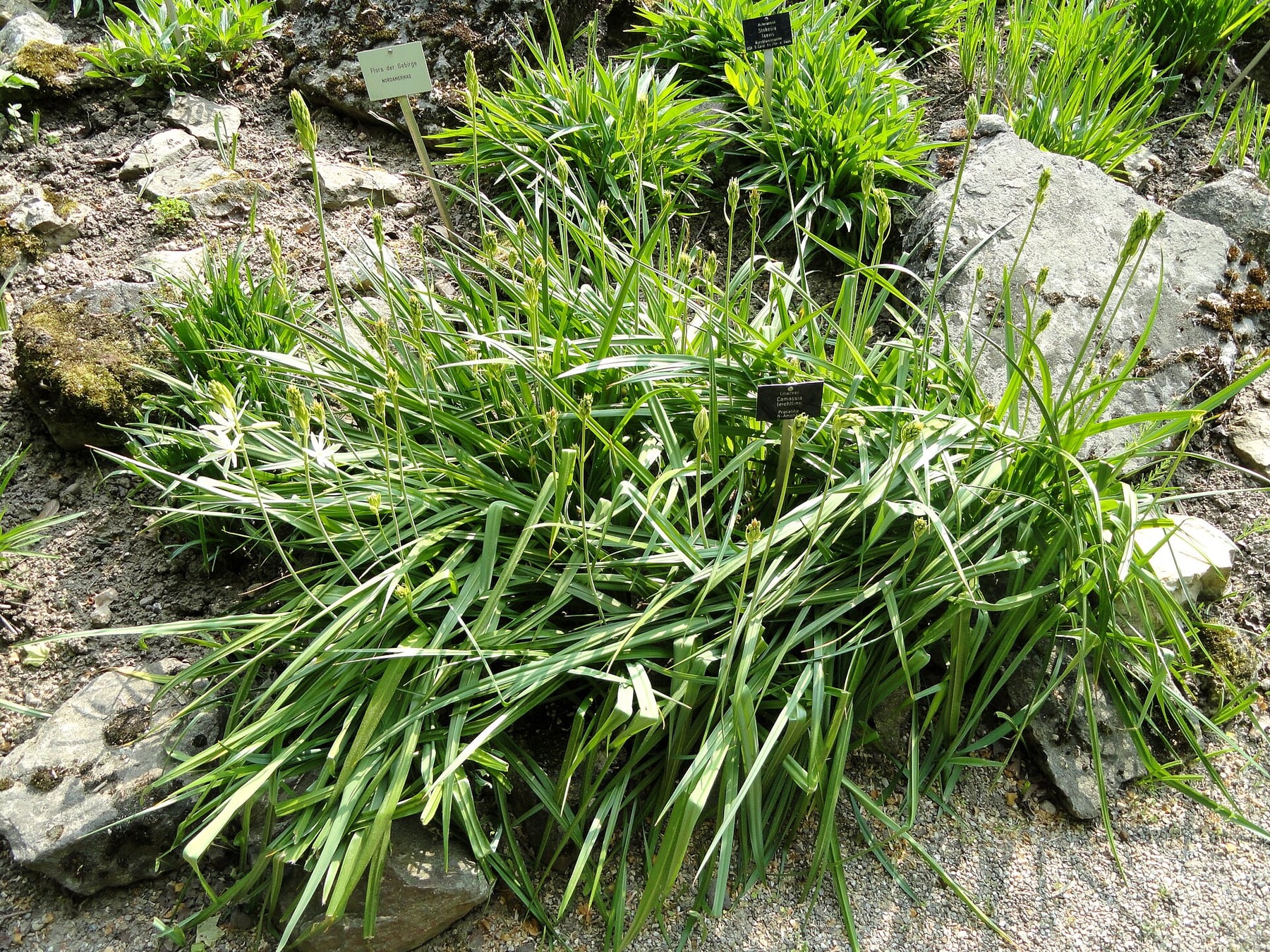 Leichtlin's camassia