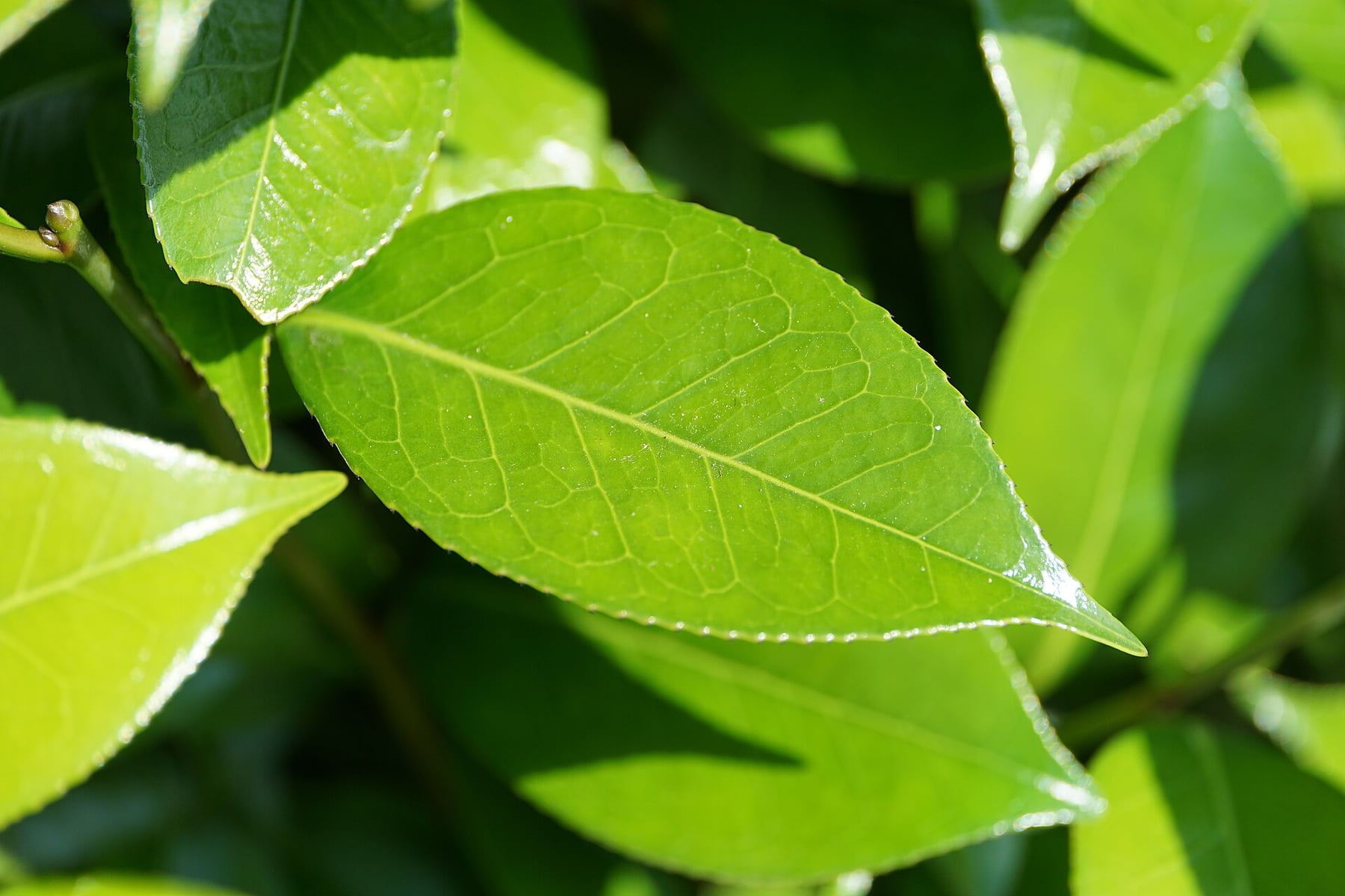 Common camellia