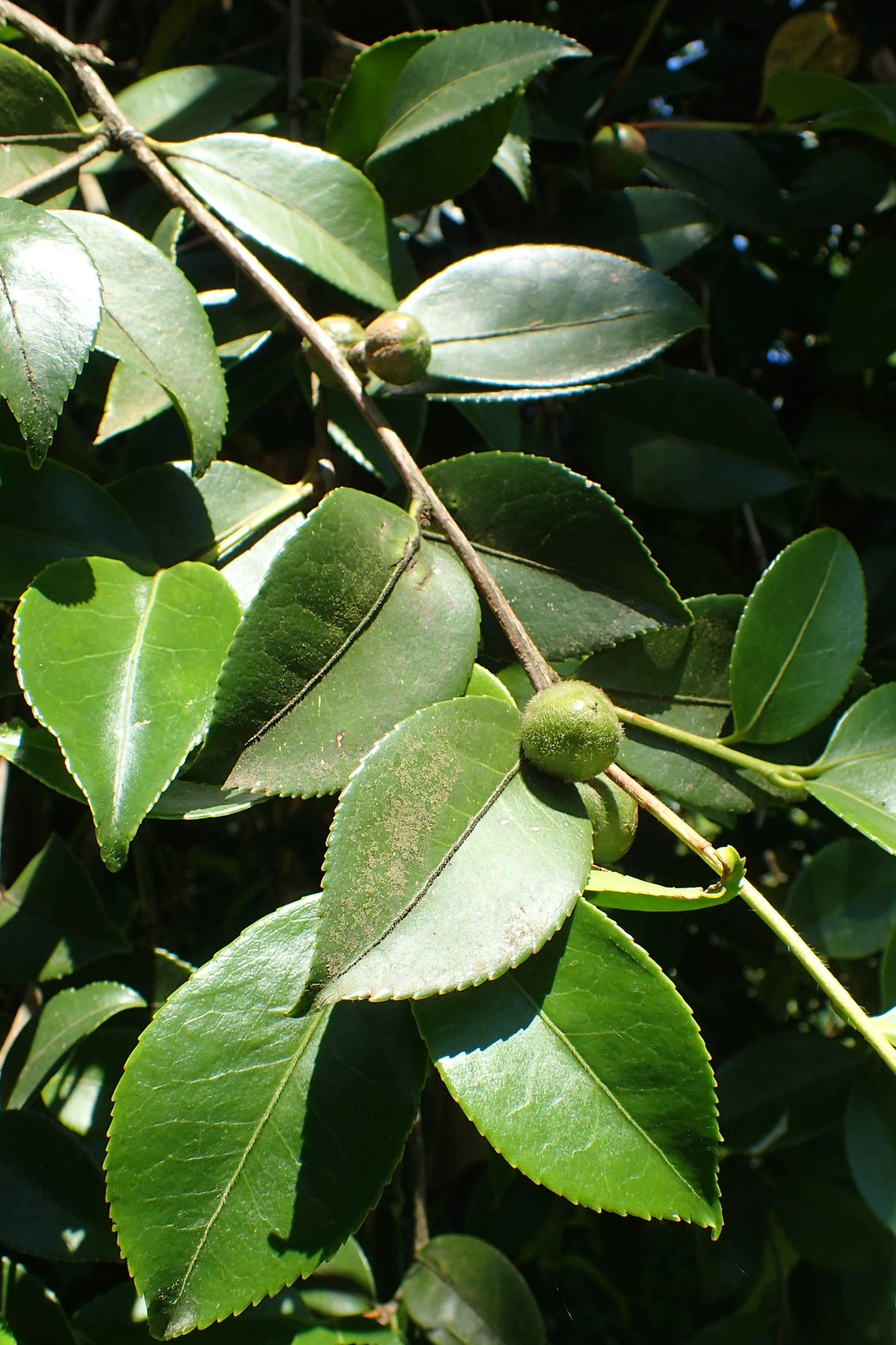 Sasanqua camellia