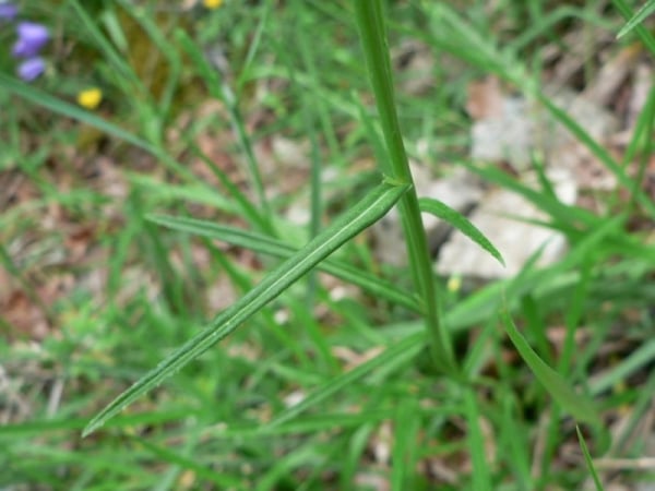 Peach-leaved bellflower
