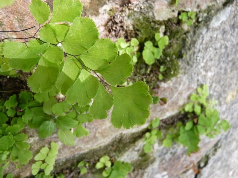 Southern maidenhair fern
