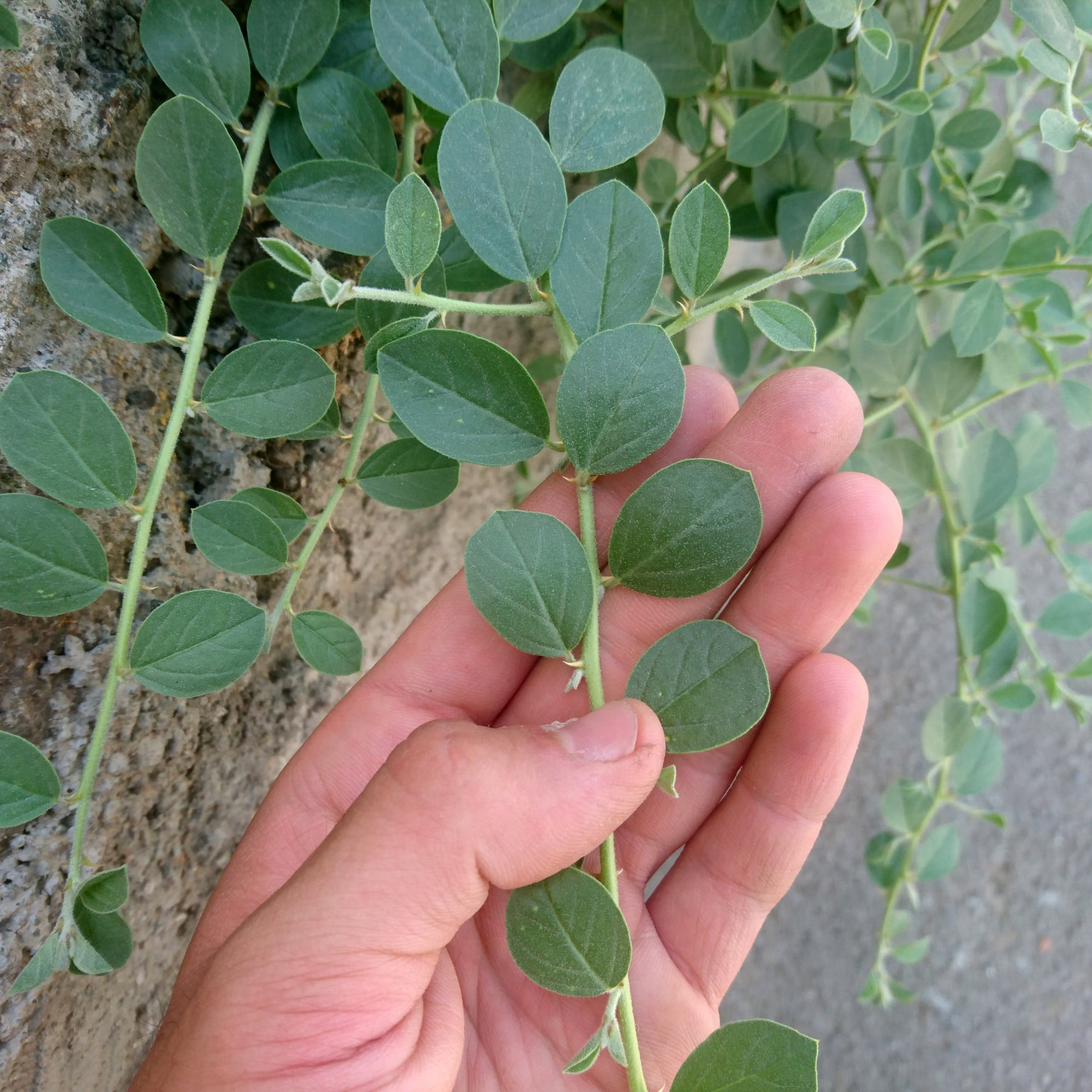 Caper bush