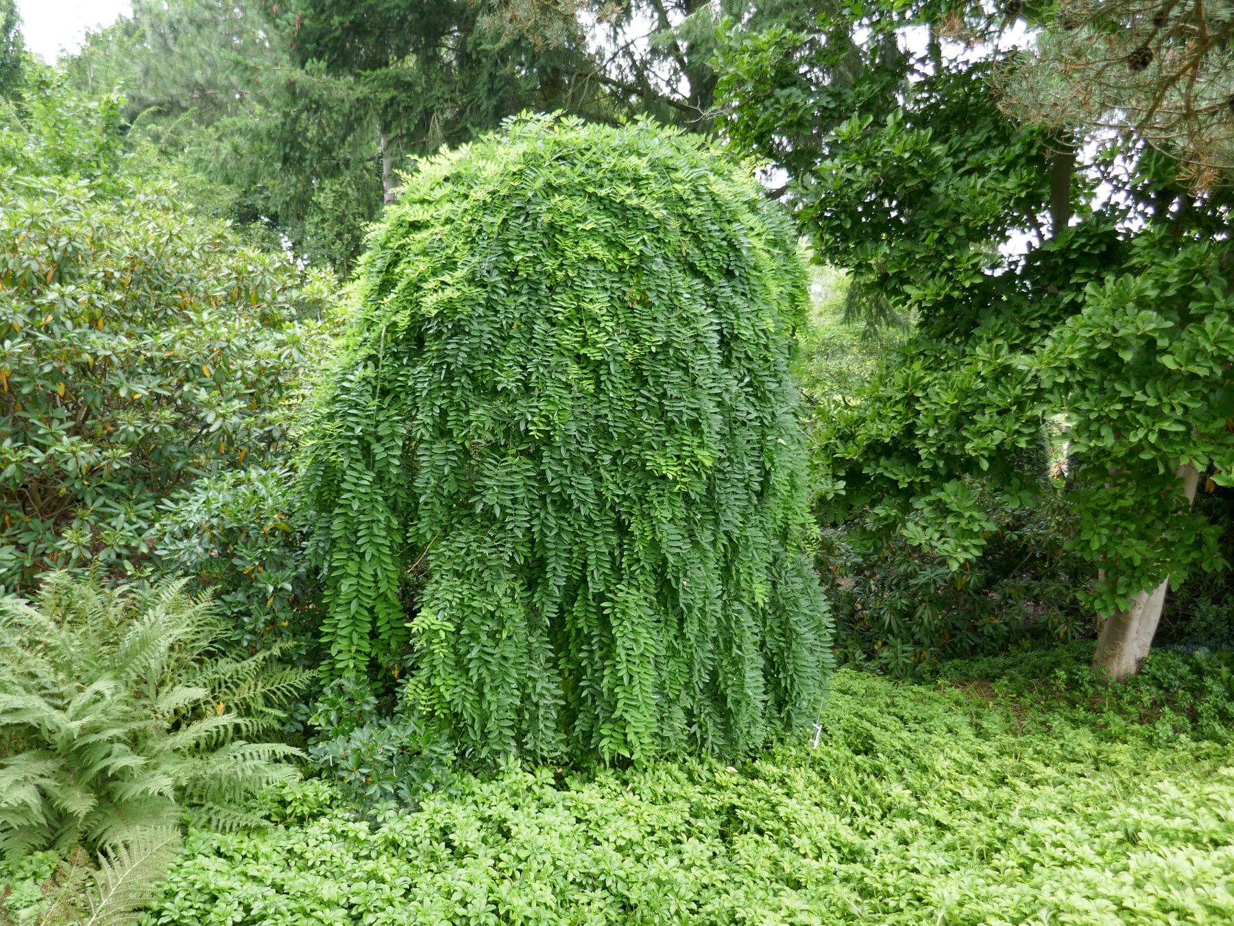 'Pendula'