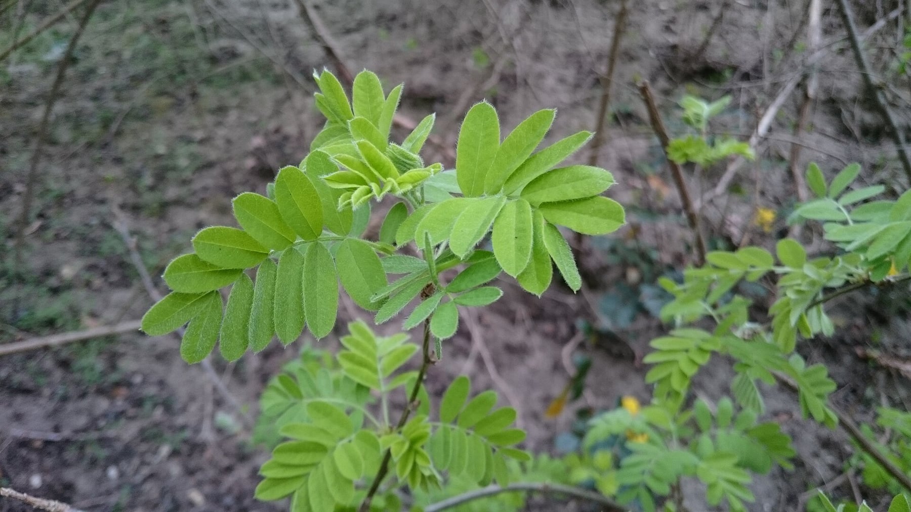 Siberian pea tree