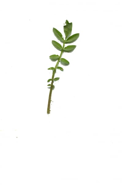 Cuckooflower