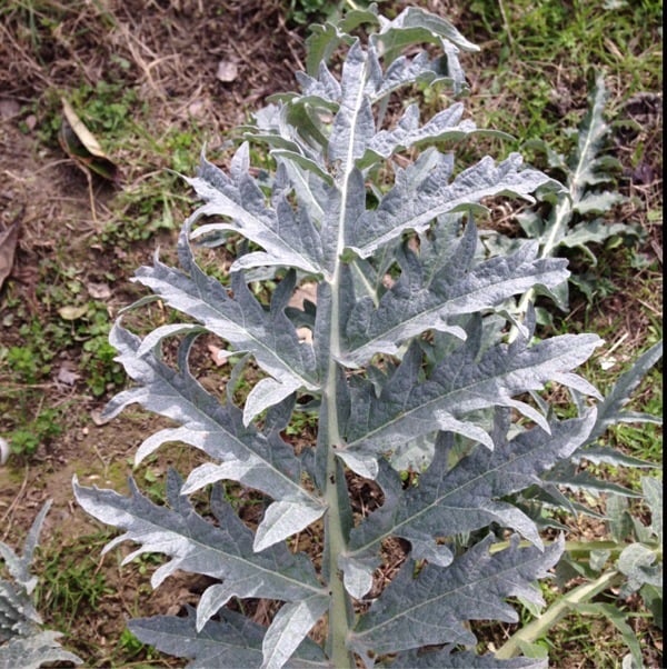 Cardoon