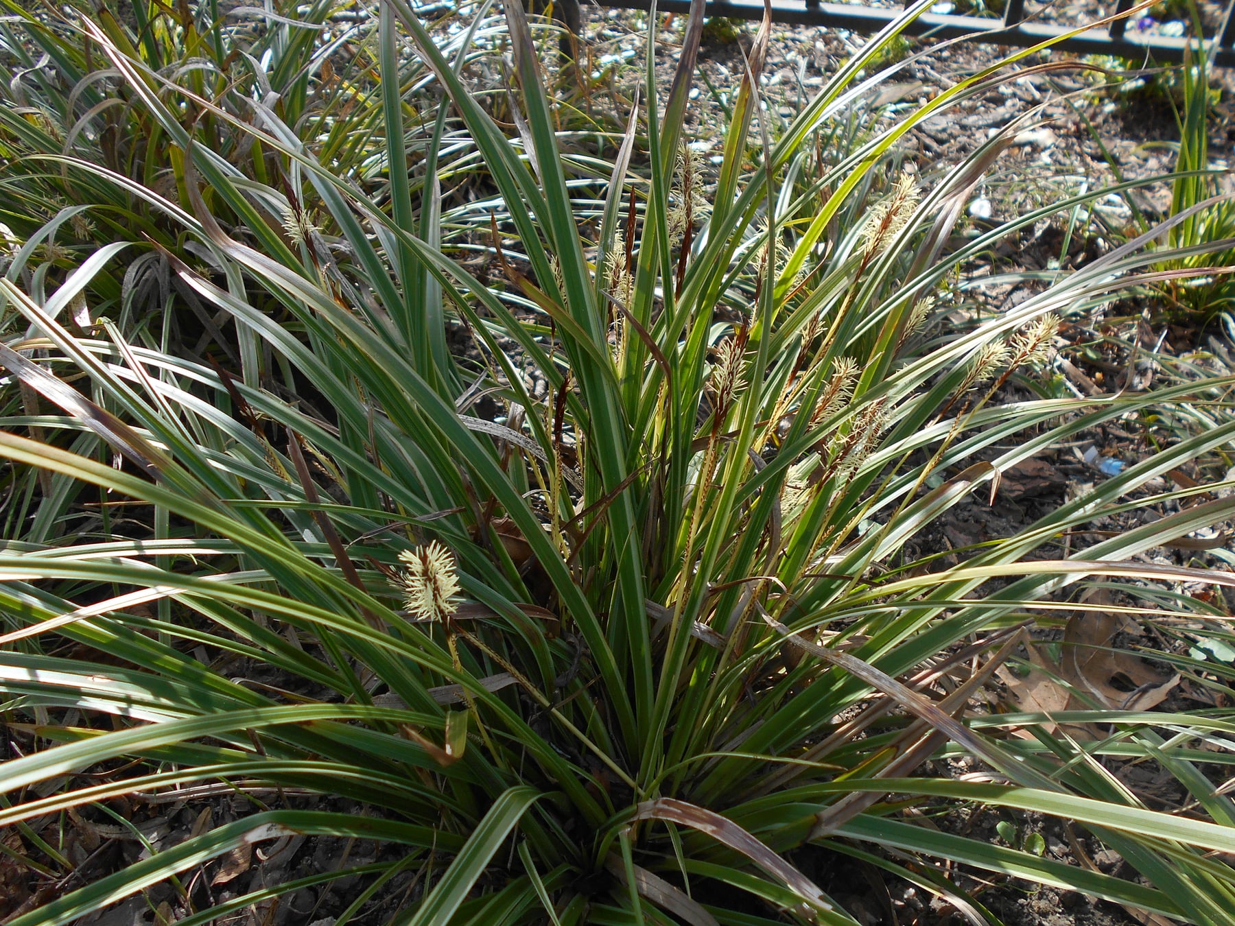 Japanese sedge