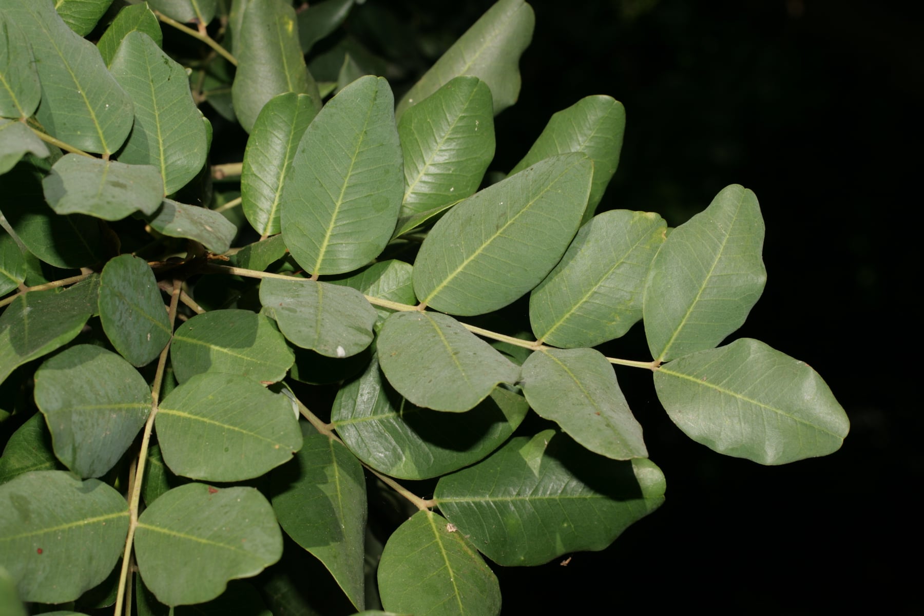 Carob