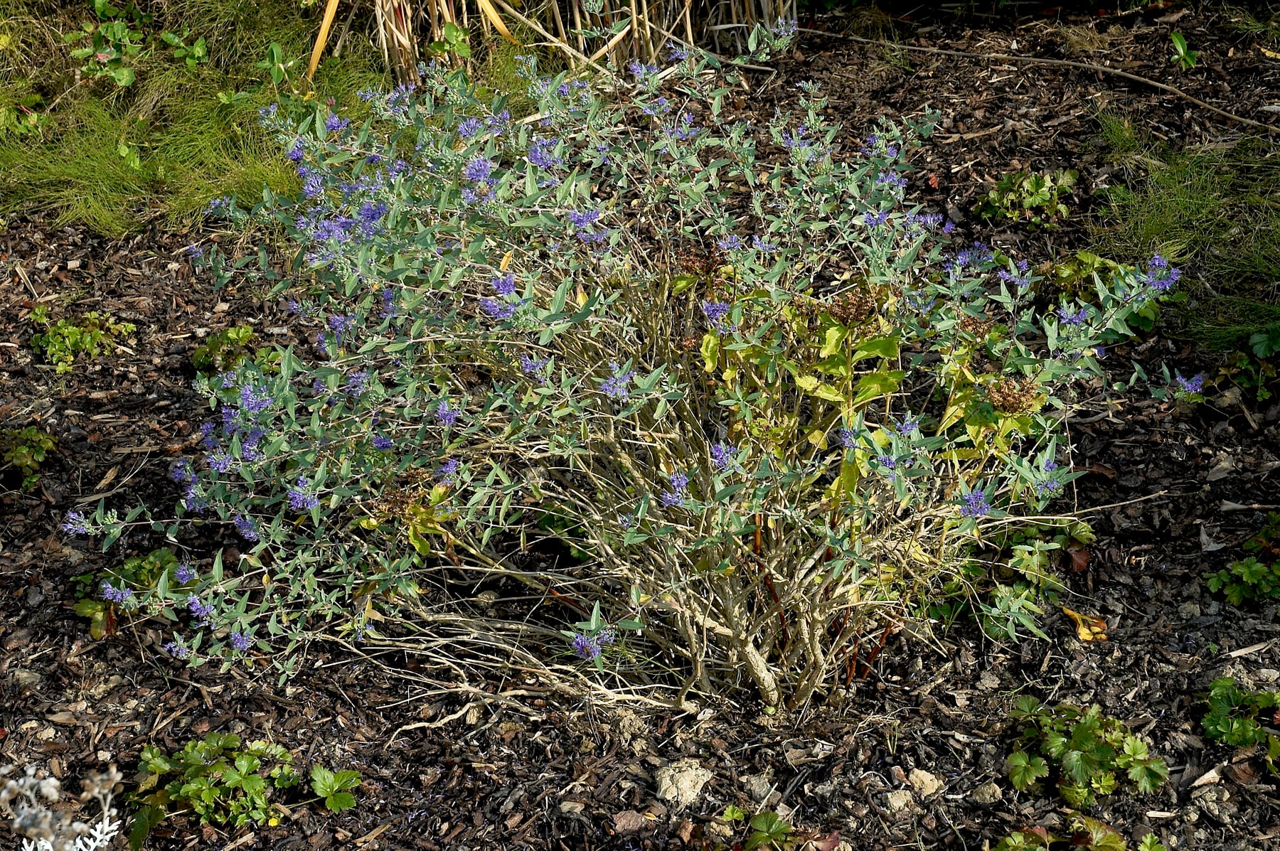 Bluebeard