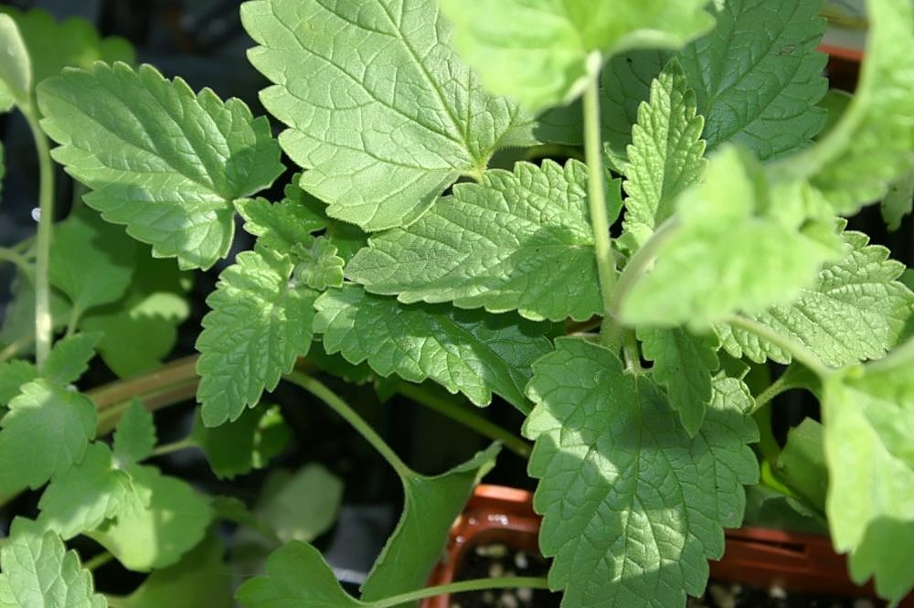 Catnip