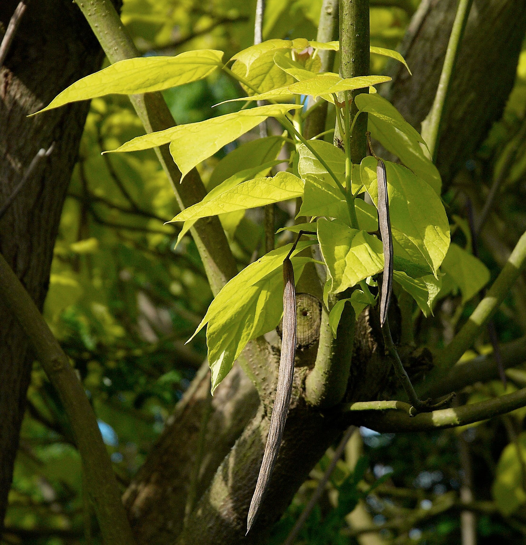 'Aurea'