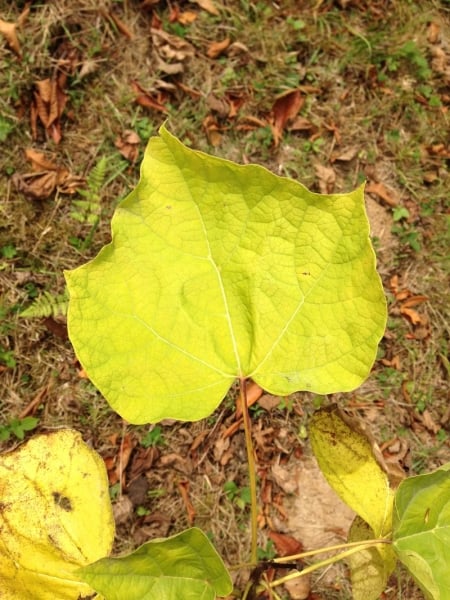 Indian bean tree