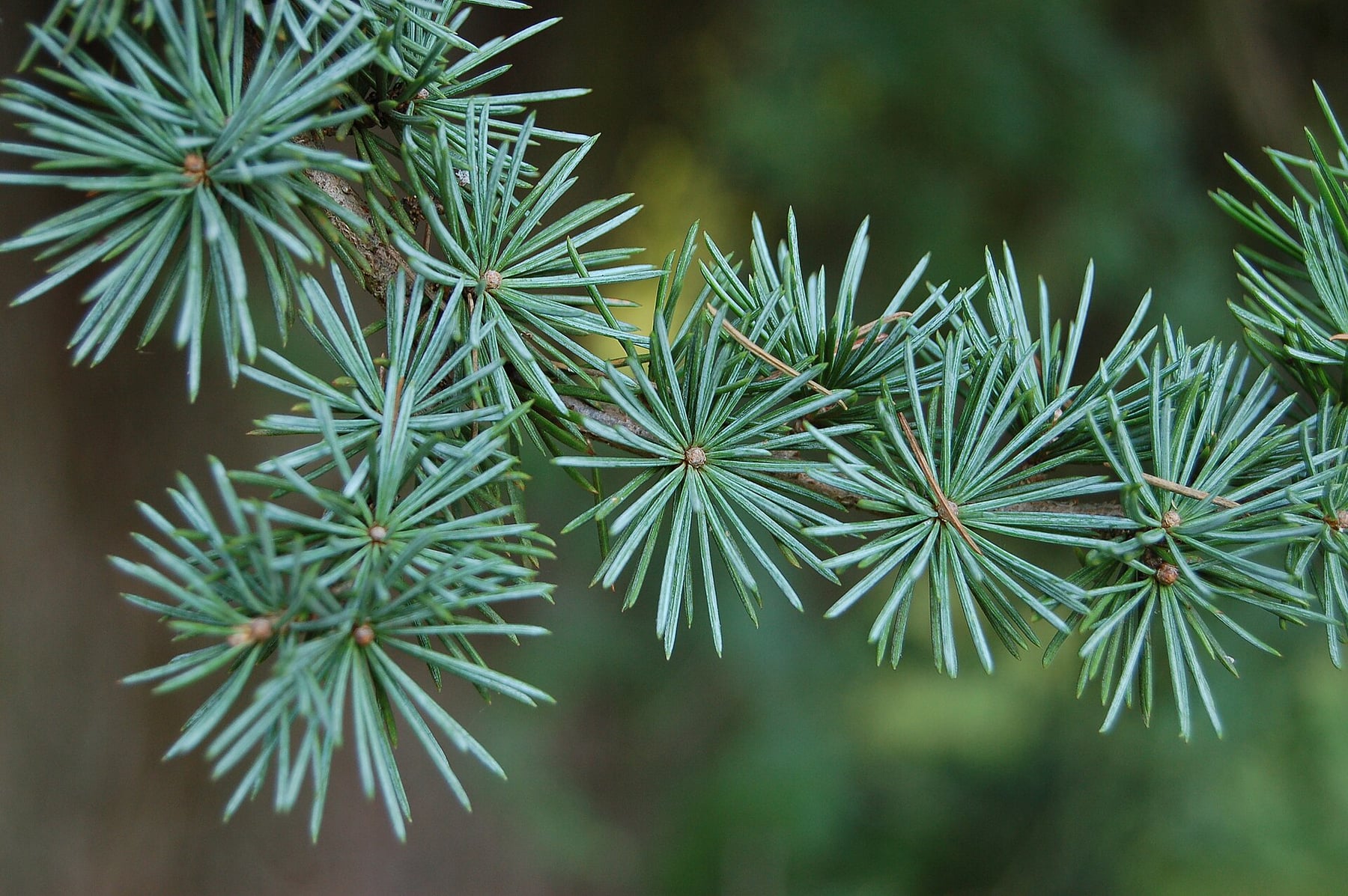 Atlas cedar