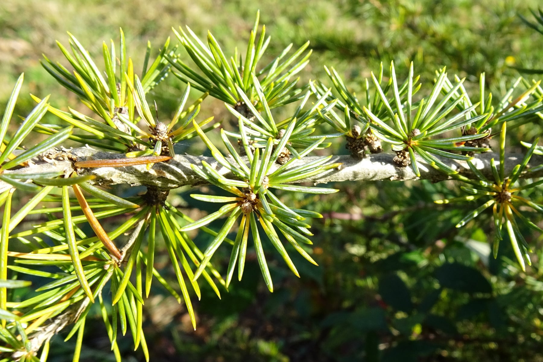 Cedar of Lebanon