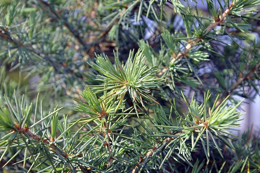 Deodar cedar