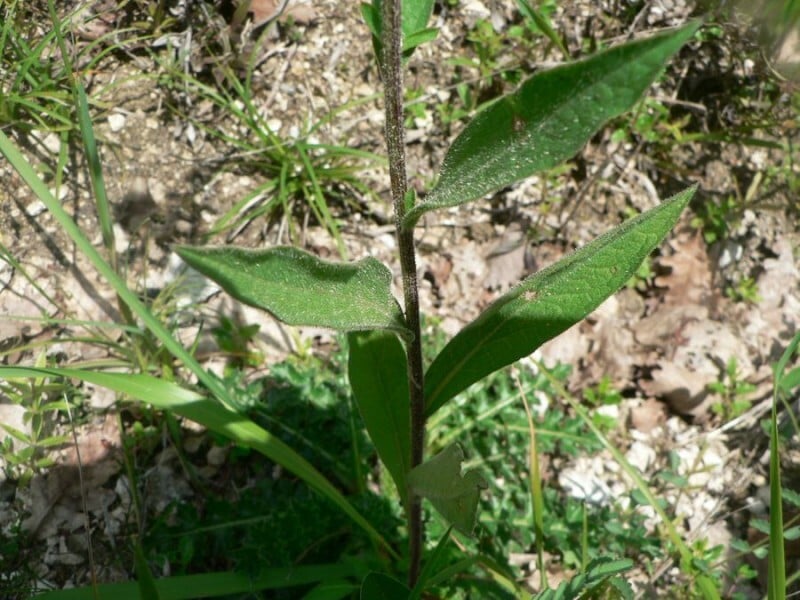 Common knapweed