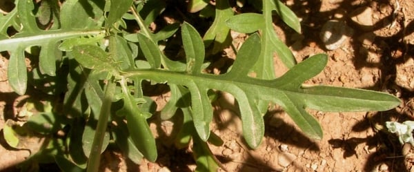 Centaurée scabieuse