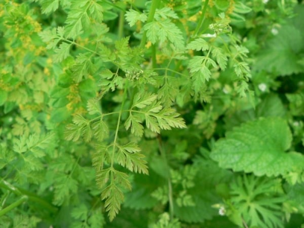 Chervil