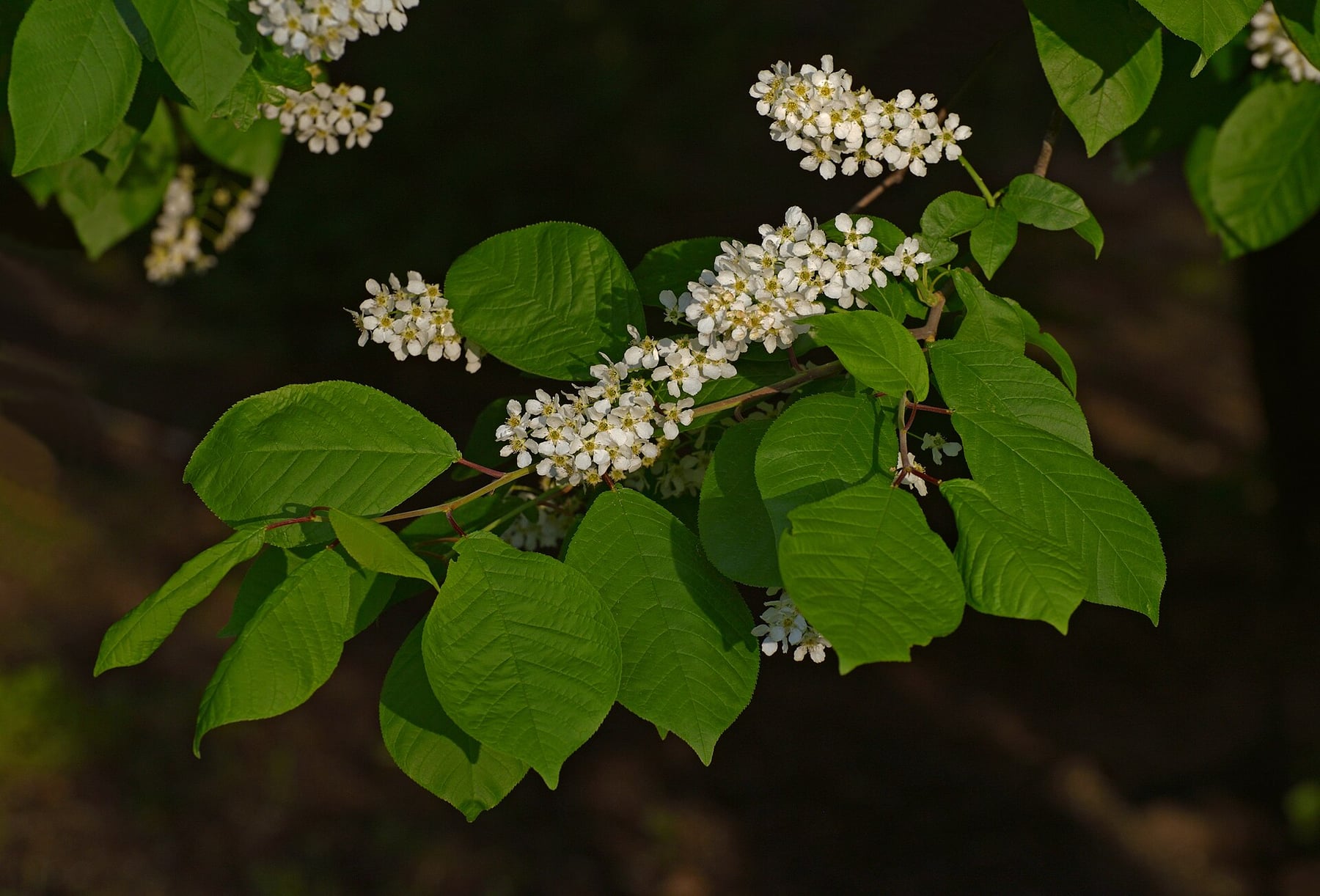 Bird cherry