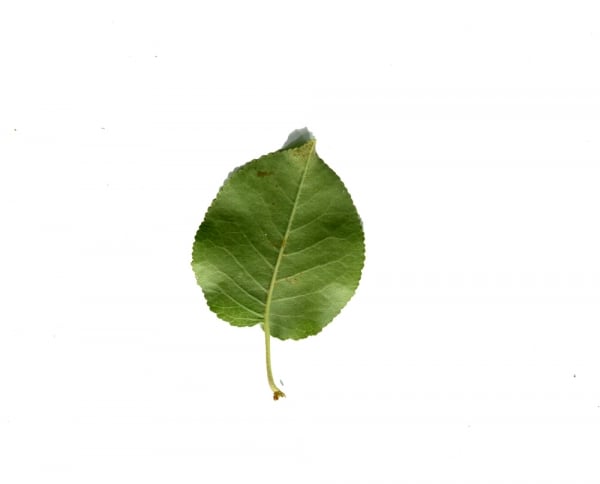 Mahaleb cherry
