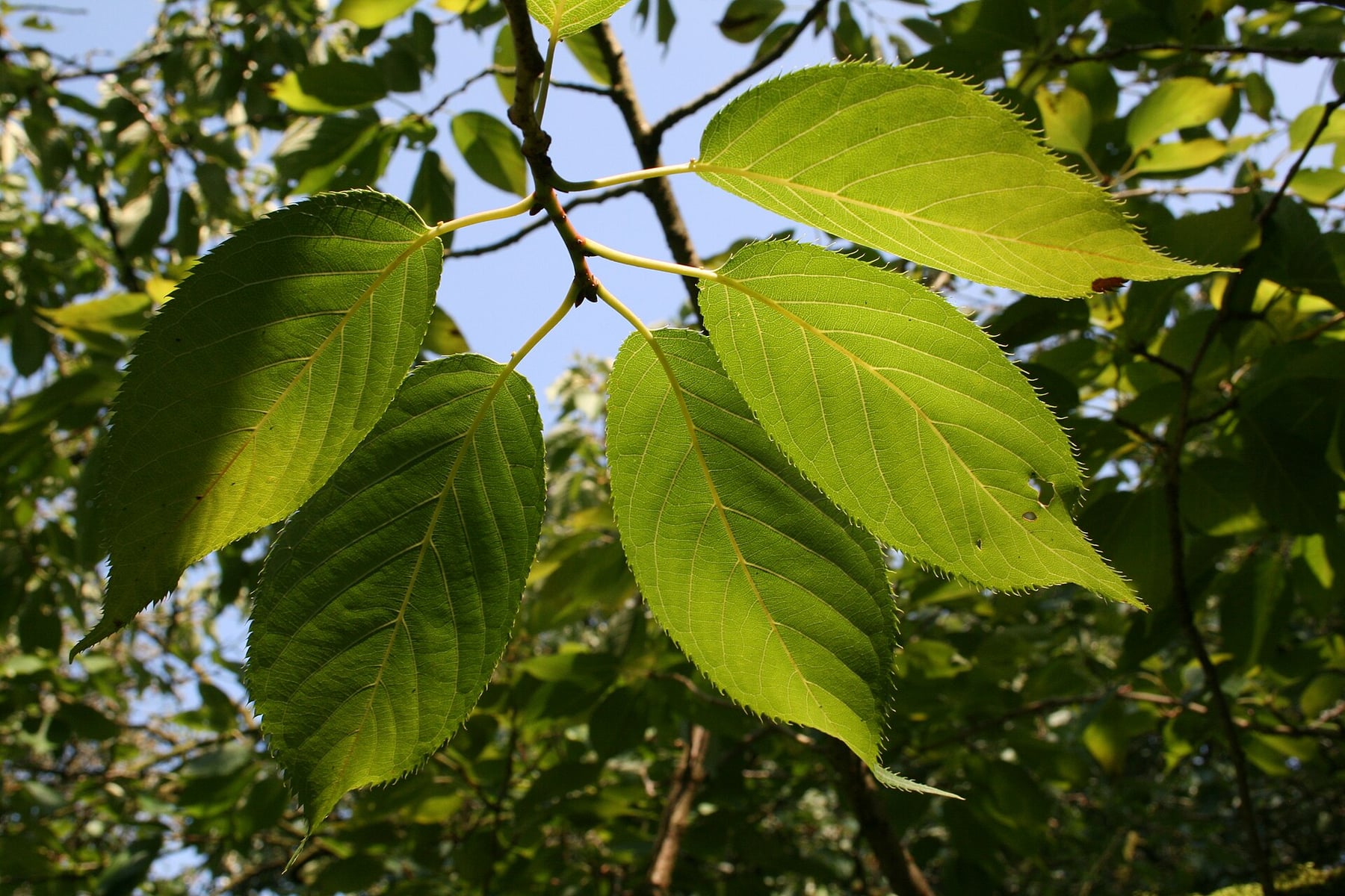 Japanese cherry