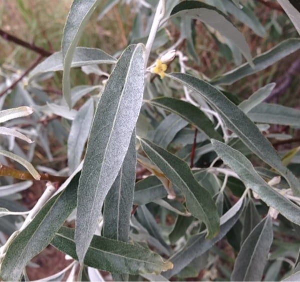 Russian olive